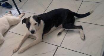 Dior NJ -  Schnauzer and Labrador Retriever Dog for Adoption in Rockaway, New Jersey - Dior NJ | PetCurious