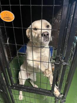 Ditty -  Labrador Retriever Dog for Adoption in Kermit, Texas - Ditty | PetCurious