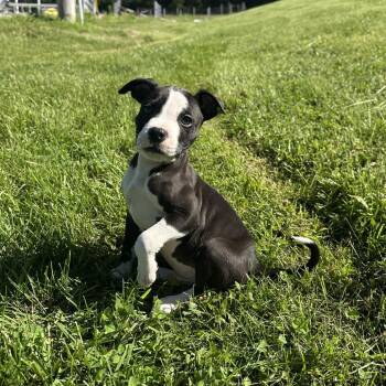 Maverick -  Pit Bull Terrier Dog for Adoption in Columbia, Missouri - Maverick | PetCurious