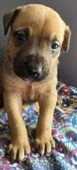 Labrador Retriever and Australian Shepherd Dogs Available for Adoption - Birthday | PetCurious