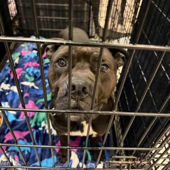 Mixed Breed Dogs Available for Adoption - 02/25/2026-Stray-GardinerDrive | PetCurious