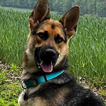 German Shepherd Dog Dogs Available for Adoption in New Ringgold, Pennsylvania - Glen (26-191) | PetCurious