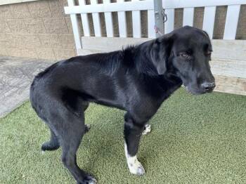 Labrador Retriever and Mixed Breed Dogs Available for Adoption in Modesto, California - A609090 | PetCurious