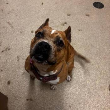 Onika Burger -  American Staffordshire Terrier Dog for Adoption in Bristol, Indiana - Onika Burger | PetCurious