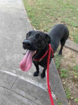 Rescue Black Labrador Retriever Dogs for Adoption in Spring, Texas - Lucy | PetCurious