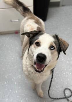 Rescue Husky and German Shepherd Dog Dogs for Adoption in New Philadelphia, Ohio - Kokanee | PetCurious
