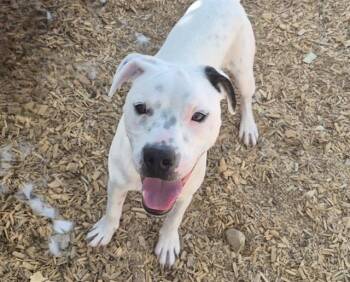 Rescue Pit Bull Terrier and Mixed Breed Dogs for Adoption in Albuquerque, New Mexico - GUERO | PetCurious