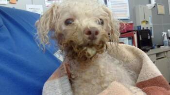 ESTHER -  Mixed Breed Dog for Adoption in Dallas, Texas - ESTHER | PetCurious