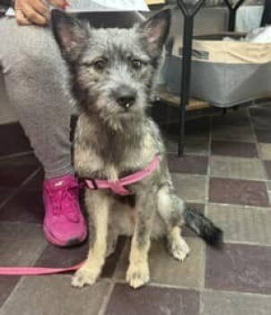 Rescue Terrier Dogs for Adoption in New York, New York - Princess Apricot (NY) | PetCurious
