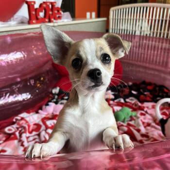 Chihuahua Dogs Available for Adoption - Tofu | PetCurious
