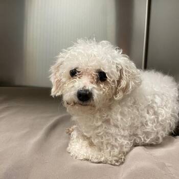 WAGS-Stray-22162 -  Poodle Dog for Adoption in Westminster, California - WAGS-Stray-22162 | PetCurious