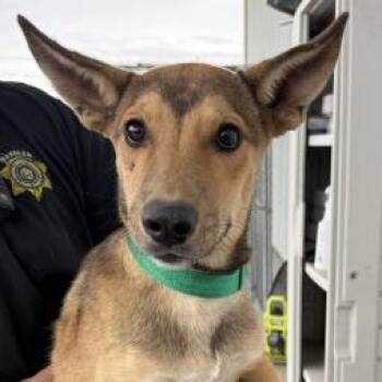 Rescue Shetland Sheepdog Sheltie Dogs for Adoption in Thousand Oaks, California - Little John | PetCurious