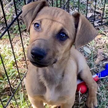 Belgian Shepherd Malinois and Mixed Breed Dogs Available for Adoption - Jack | PetCurious