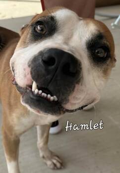 Rescue Mixed Breed Dogs for Adoption in Westborough, Massachusetts - Hamlet | PetCurious