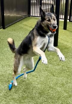 Zelda -  German Shepherd Dog and Mixed Breed Dog for Adoption in Roseville, California - Zelda | PetCurious