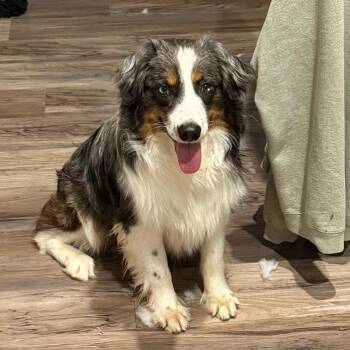 Australian Shepherd Dogs Available for Adoption in Blue Springs, Missouri - Duke | PetCurious