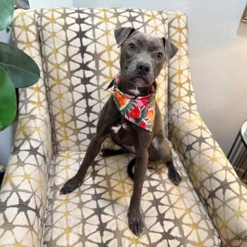 American Staffordshire Terrier and Chihuahua Dogs Available for Adoption in Friendswood, Texas - Tiki Lulu The Itty Bitty Princess  | PetCurious