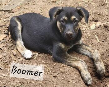 Boomer -  German Shepherd Dog and Husky Dog for Adoption in Prince Frederick, Maryland - Boomer | PetCurious