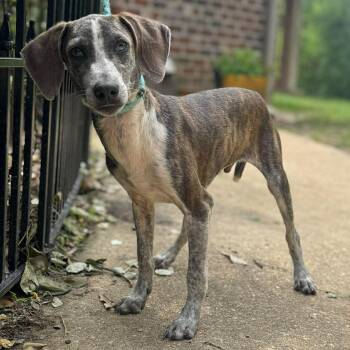 Dachshund and Terrier Dogs Available for Adoption - Dips | PetCurious