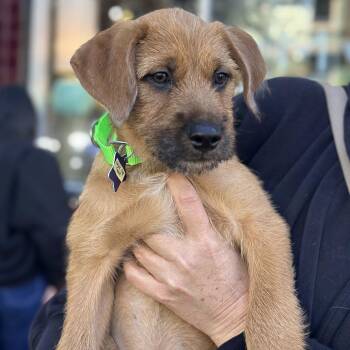 Hank the Tank -  Mixed Breed Dog for Adoption in San Francisco, California - Hank The Tank | PetCurious