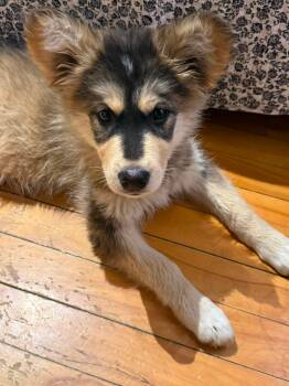 Juniper -  Husky and Shepherd Dog for Adoption in Cambridge, Ontario - Juniper | PetCurious