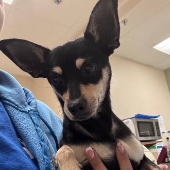 Chihuahua Dogs Available for Adoption in Goleta, California - Pancho | PetCurious