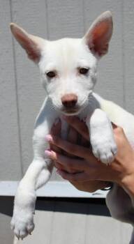 Husky and Mixed Breed Dogs Available for Adoption in Vacaville, California - Hermoine | PetCurious