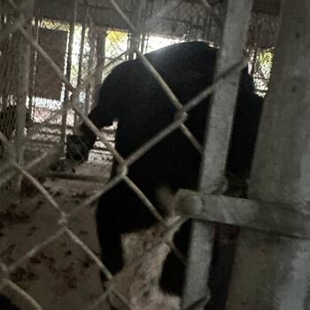 Rescue Mixed Breed Dogs for Adoption in Gadsden, Alabama - ELM 24 | PetCurious