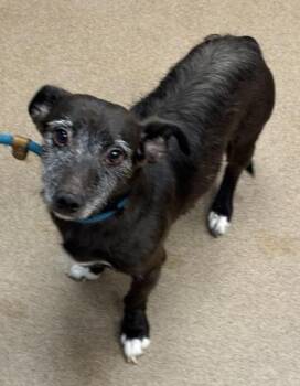 Moosebow -  Mixed Breed Dog for Adoption in Chamblee, Georgia - Moosebow | PetCurious