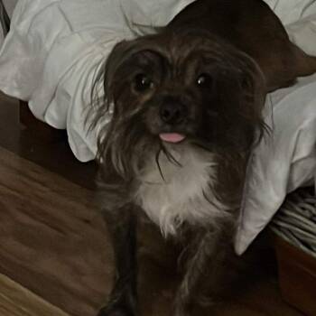 Marley -  Yorkshire Terrier and Shih Tzu Dog for Adoption in Jupiter, Florida - Marley | PetCurious