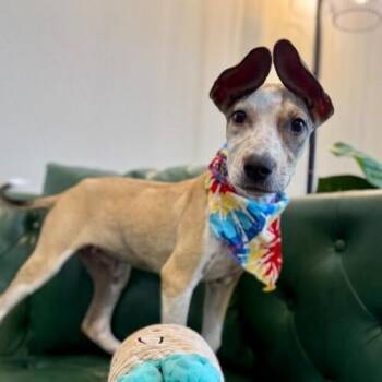 Tanner Too Cute -  Pit Bull Terrier and Pointer Dog for Adoption in Friendswood, Texas - Tanner Too Cute | PetCurious