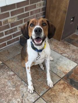 Rescue English Setter Dogs for Adoption in Chelsea, Michigan - Available For Adoption - Atlas (located In USA) | PetCurious