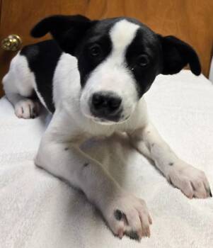 MOLLY -  Hound Dog for Adoption in Sandusky, Ohio - MOLLY | PetCurious