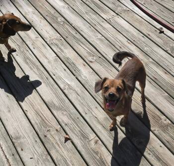 Papa Papi -  Dachshund Dog for Adoption in Columbus, Indiana - Papa Papi | PetCurious