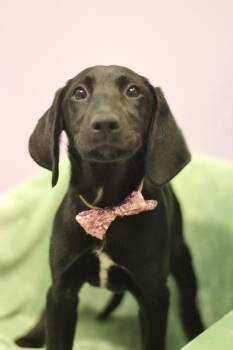 Delta in NH. Come Meet our Adoptable Dogs Wednesday-Saturday. Mo -  Black Labrador Retriever Dog for Adoption in Manchester, New Hampshire - Delta In NH. Come Meet Our Adoptable Dogs Wednesday-Saturday. Mo | PetCurious
