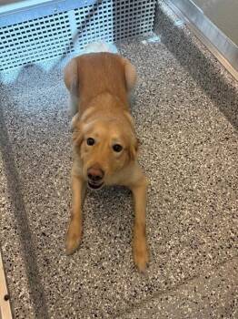 GAMORA -  Golden Retriever and Mixed Breed Dog for Adoption in Forney, Texas - GAMORA | PetCurious