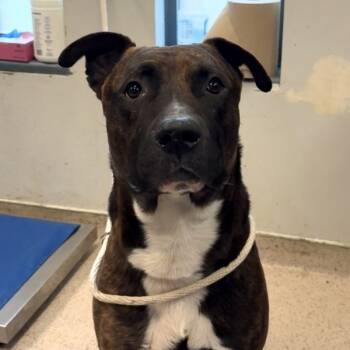 Rescue Mixed Breed Dogs for Adoption in New York, New York - Bartholomew | PetCurious