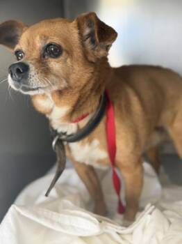 Chihuahua and Mixed Breed Dogs Available for Adoption in Riverside, California - LIL BOY | PetCurious