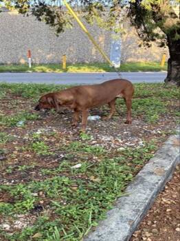 MOLLY -  Redbone Coonhound Dog for Adoption in Doral, Florida - MOLLY | PetCurious
