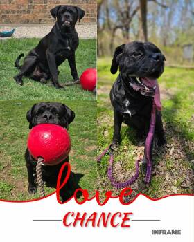 Rescue Great Dane Dogs for Adoption in Lawton, Oklahoma - CHANCE | PetCurious