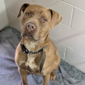 Pit Bull Terrier Dogs Available for Adoption - Glen | PetCurious