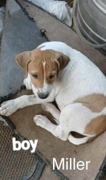 Miller ⛰️ -  Labrador Retriever Dog for Adoption in Irwin, Pennsylvania - Miller ⛰️ | PetCurious