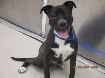 Pit Bull Terrier Dogs Available for Adoption in Marietta, Georgia - Loki(18) | PetCurious