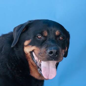 Rottweiler Dogs Available for Adoption in Pasadena, California - DIVA | PetCurious