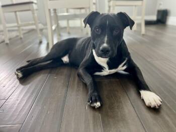 Rescue Black Labrador Retriever and American Staffordshire Terrier Dogs for Adoption in Forney, Texas - Junior | PetCurious