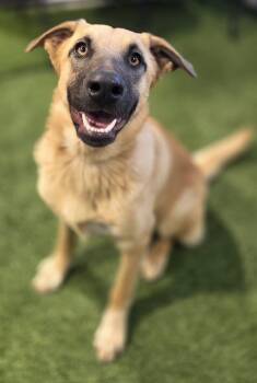 Winnie Sanderson -  Shepherd Dog for Adoption in Racine, Wisconsin - Winnie Sanderson | PetCurious