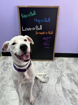 Rescue Pit Bull Terrier Dogs for Adoption in Altoona, Pennsylvania - Nimbus | PetCurious