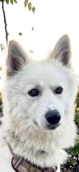 German Shepherd Dog and Husky Dogs Available for Adoption in San Diego, California - Jasper | PetCurious