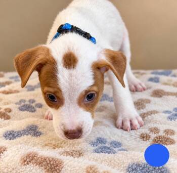 Pluto -  Mixed Breed Dog for Adoption in St. Augustine, Florida - Pluto | PetCurious