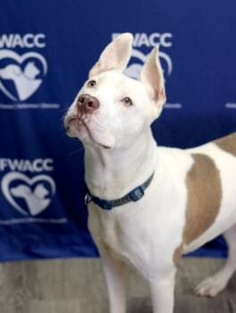 Rescue Pit Bull Terrier and Mixed Breed Dogs for Adoption in Fort Worth, Texas - Mason | PetCurious